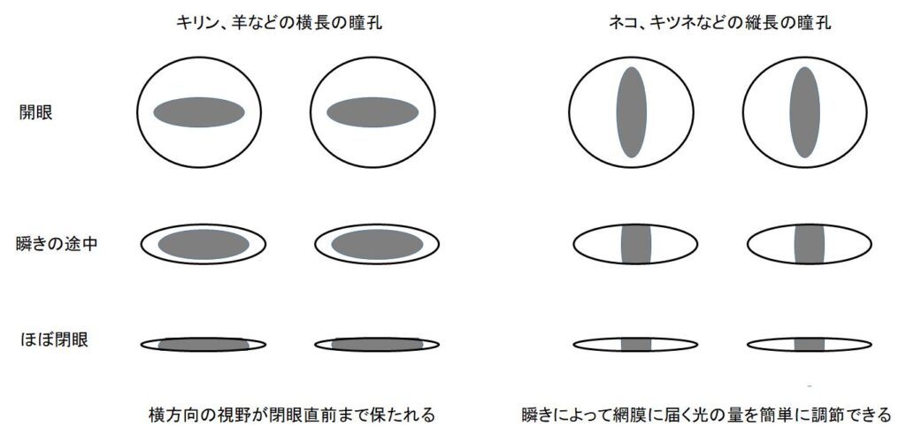 キリンの眼 瞳孔は横長 視力は抜群 視野は キリンと地球の仲間たち