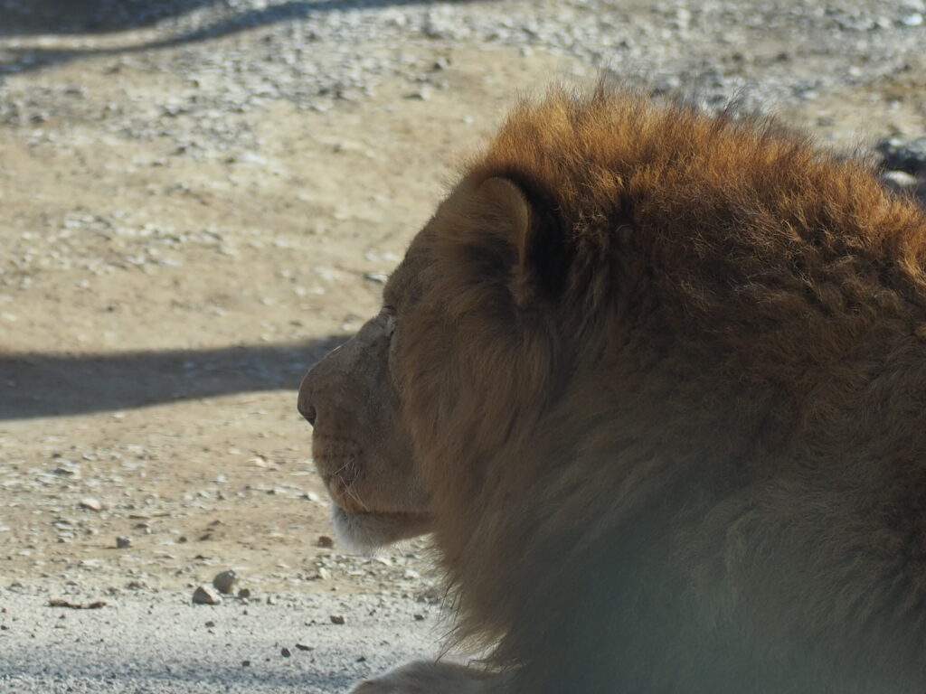 百獣の王 ライオン キリンと地球の仲間たち