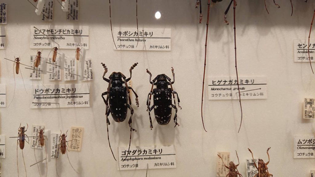 カミキリムシ 生態と駆除 キリンと地球の仲間たち